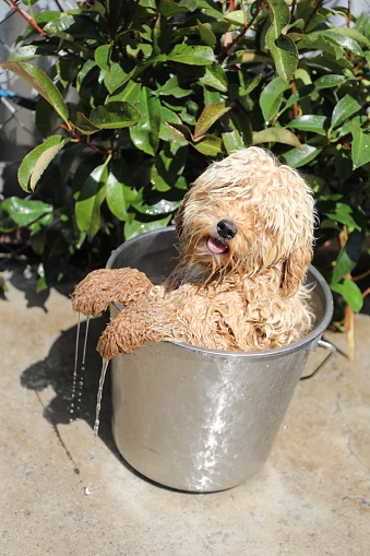 Dog in Bucket