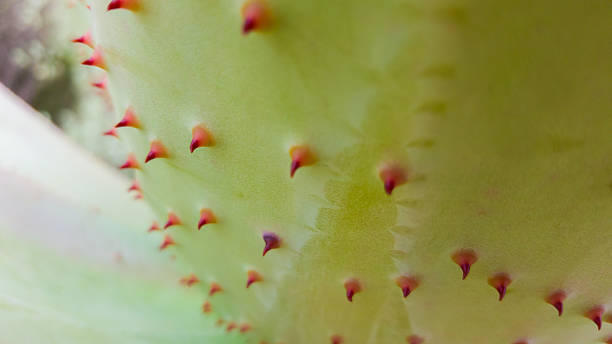 アロエ植物の詳細、葉の上のとげ - 浅いdof - nature water drop leaf ストックフォトと画像
