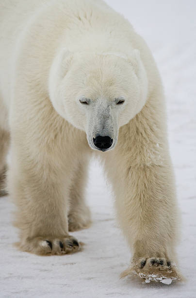 istock Polar bear on the tundra. 637371338