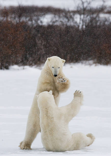 istock Two polar bears playing with each other in the tundra. 637371490