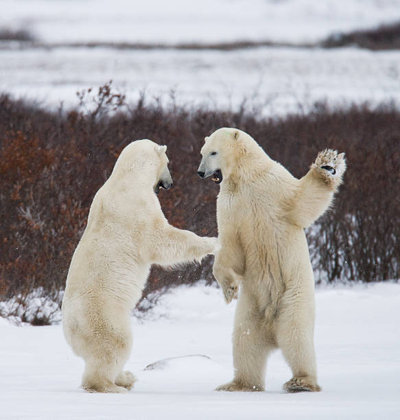 istock Two polar bears playing with each other in the tundra. 637371628