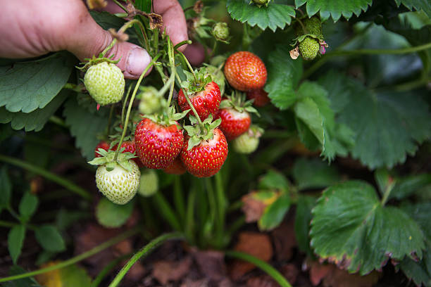 istock bush of strawberry 637372460