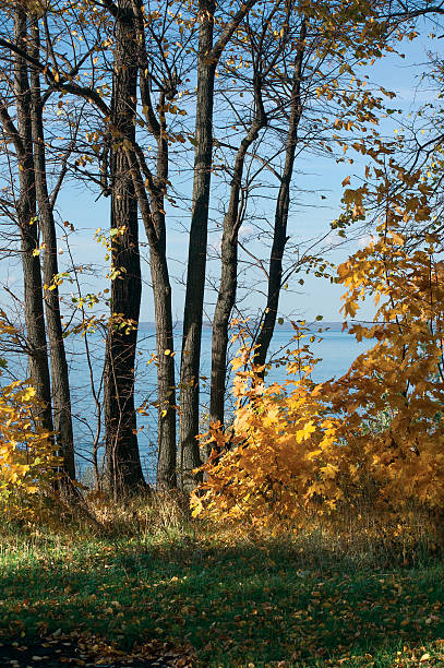 istock Autumn forest on the river Volga -  Russia 637372612