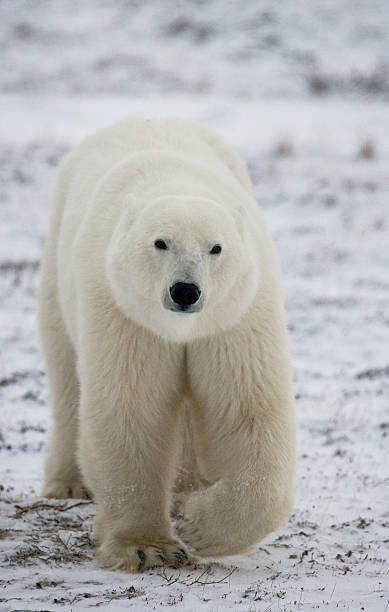istock Polar bear on the tundra. 637373650