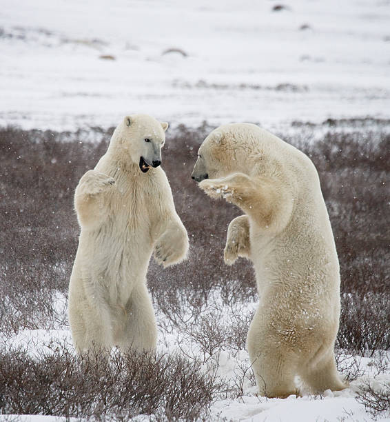 istock Two polar bears playing with each other in the tundra. 637374014