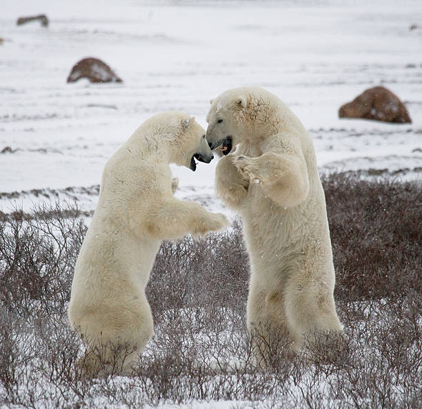 istock Two polar bears playing with each other in the tundra. 637374022