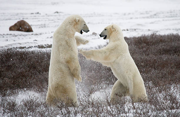 istock Two polar bears playing with each other in the tundra. 637374024