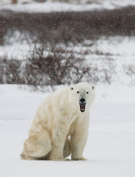 istock Polar bear on the tundra. 637374030