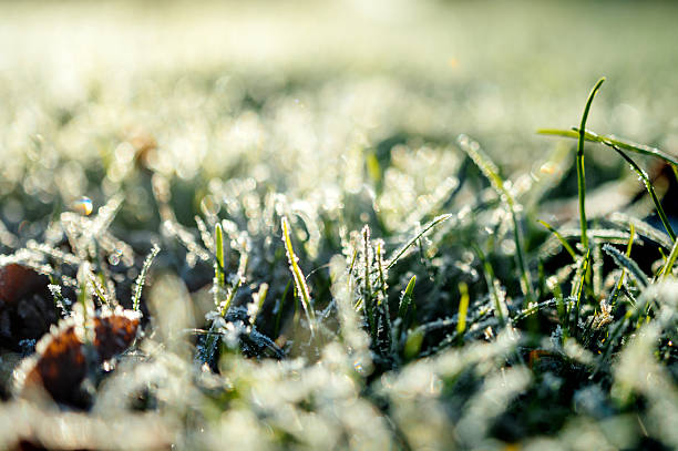 istock Morning park grass covered with water drops 637374174