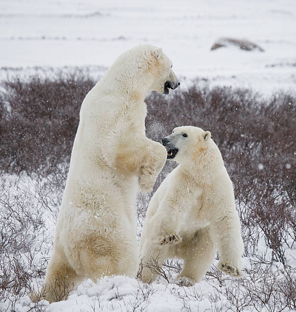 istock Two polar bears playing with each other in the tundra. 637375514