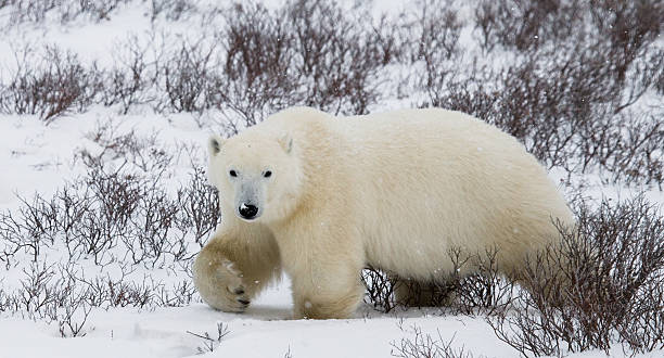 istock Polar bear on the tundra. 637375526