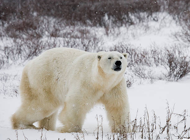 istock Polar bear on the tundra. 637375560