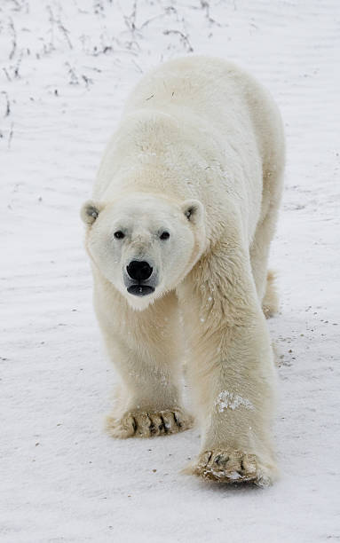 istock Polar bear on the tundra. 637375570