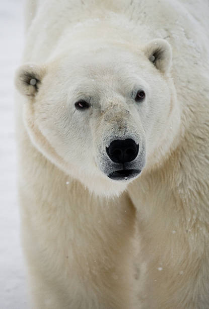 istock Portrait of a polar bear. 637375588