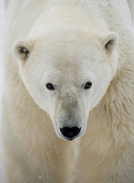 istock Portrait of a polar bear. 637375596