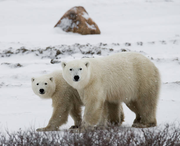 istock Polar bear with a cubs in the tundra. 637375642