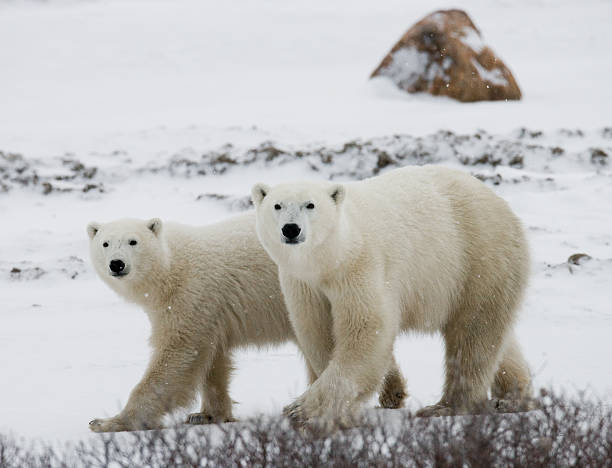 istock Polar bear with a cubs in the tundra. 637375650