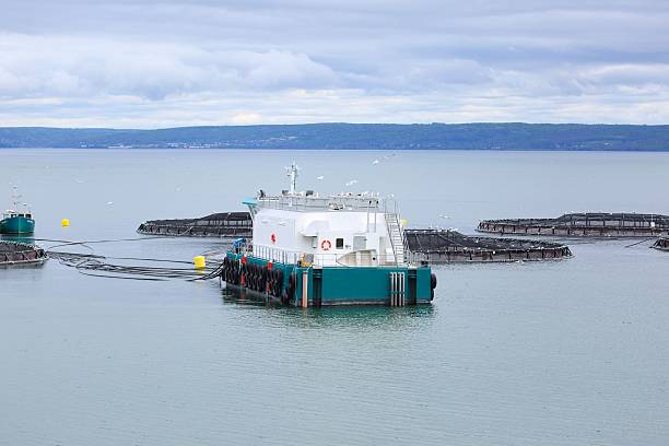 istock Salmon farming at  Digby, Nova Scotia,Canada 637376038