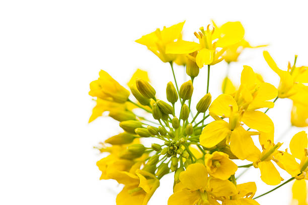 canola kwiat na białym - canola flower zdjęcia i obrazy z banku zdjęć