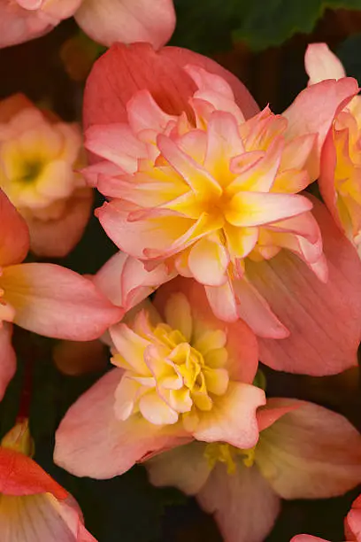 Begonia RiseUp Coral Reef