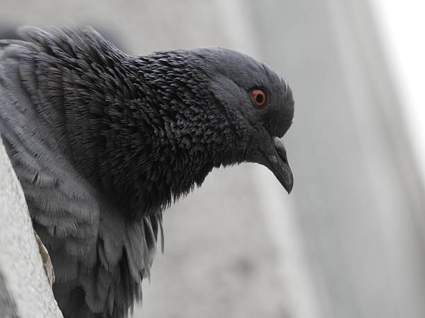 istock Pigeon in Delhi streets 637376918