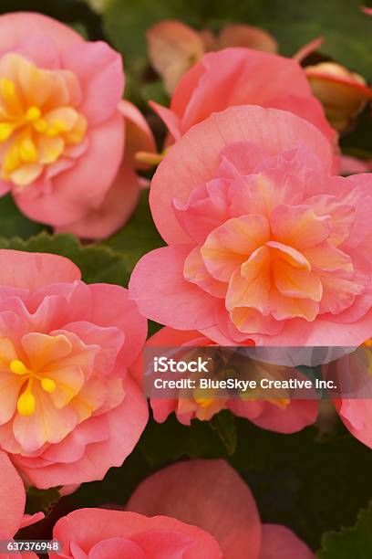 Begonia Riseup Flamingoâs Dream Stock Photo - Download Image Now - Angelonia, Autumn, Beauty