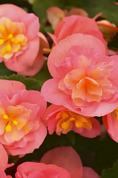 Begonia RiseUp Flamingoâs Dream