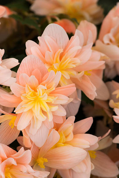 Begonia RiseUp Sansibel Peach Begonia RiseUp Sansibel Peach angelonia stock pictures, royalty-free photos & images
