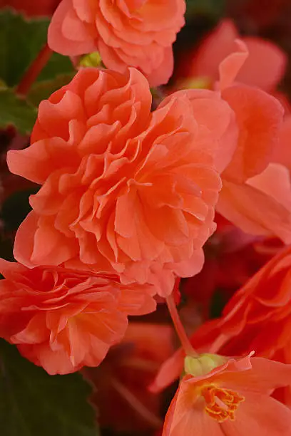 Begonia RiseUp Tangerine Xtreme