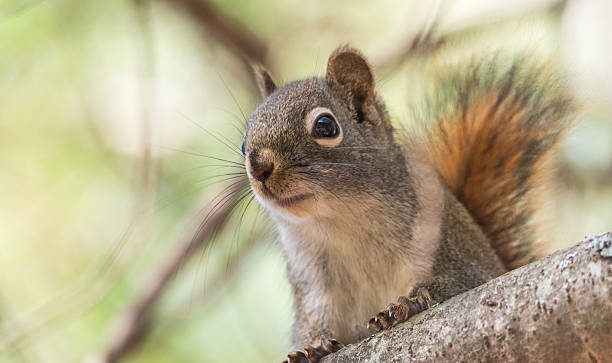 istock Cute Red squirrel, quick little woodland creature. 637377892
