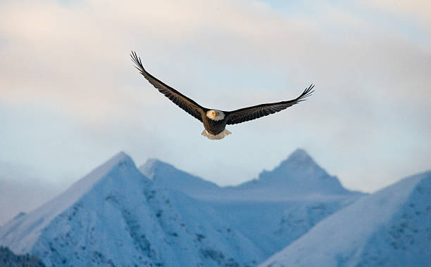 istock Bald Eagle in flight on a background of snowy mountains. 637378144
