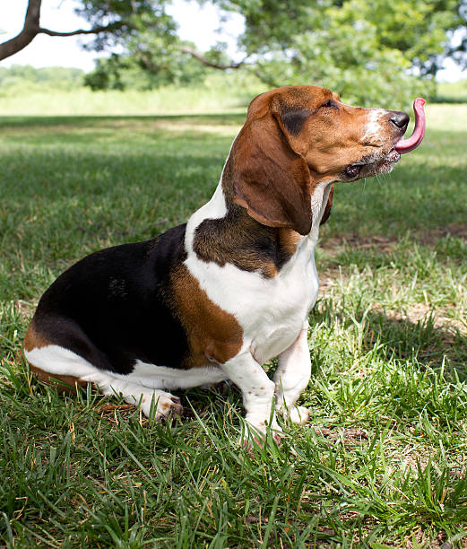 istock Hungry Basset Hound 637378442