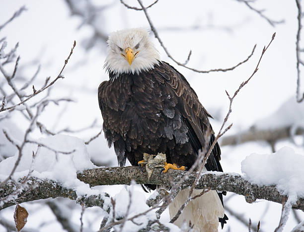 istock Bald eagle sitting on a branch and eating prey. 637378902