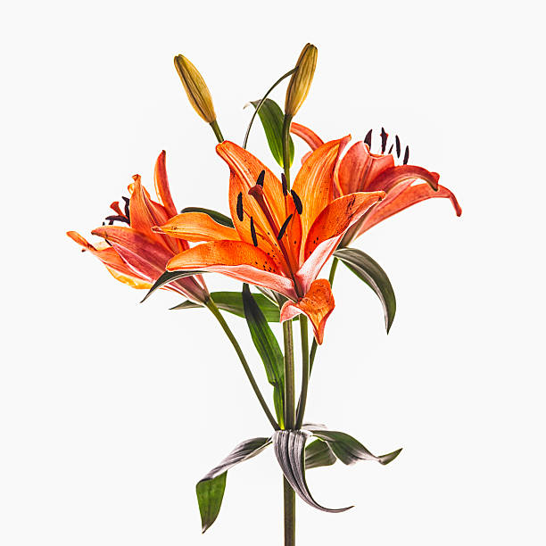 Orange Tiger Lily Orange Tiger Lily day lily photos stock pictures, royalty-free photos & images