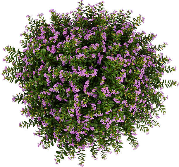 istock Cuphea hyssopifolia FloriGlory Sofia 637380298