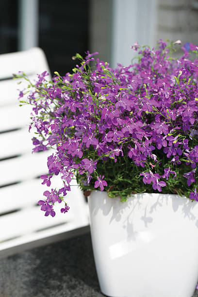 istock Lobelia Star Lilac 637380834