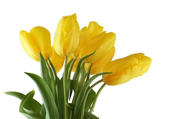 istock Bouquet of yellow tulips on white background 637381308