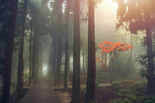 Foggy forest and red Japanese maple tree in Zhangjiajie National Forest park, Hunan, China.