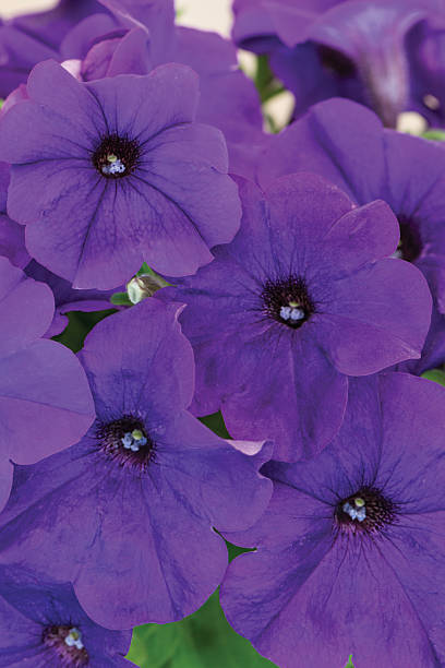 Petunia Perfectunia Blue Petunia Perfectunia Blue angelonia stock pictures, royalty-free photos & images