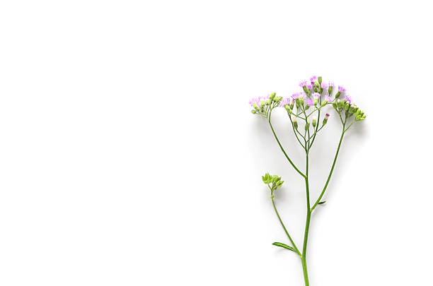 istock flowers on white background. Top view, flat lay 637382768