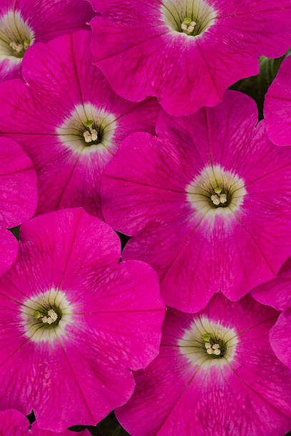 istock Petunia Perfectunia Magenta Rose 637382864