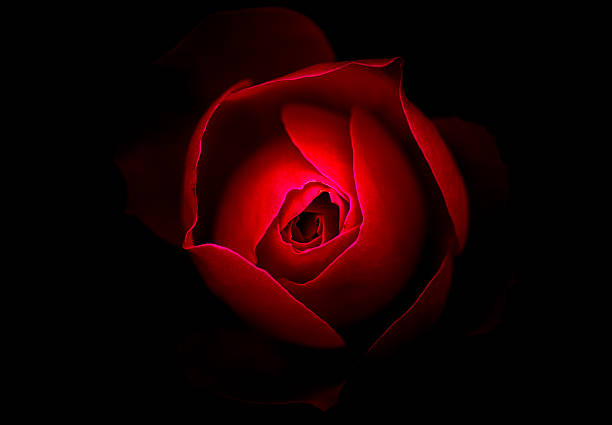 abstract rose with black background - close to moving up single flower flower imagens e fotografias de stock