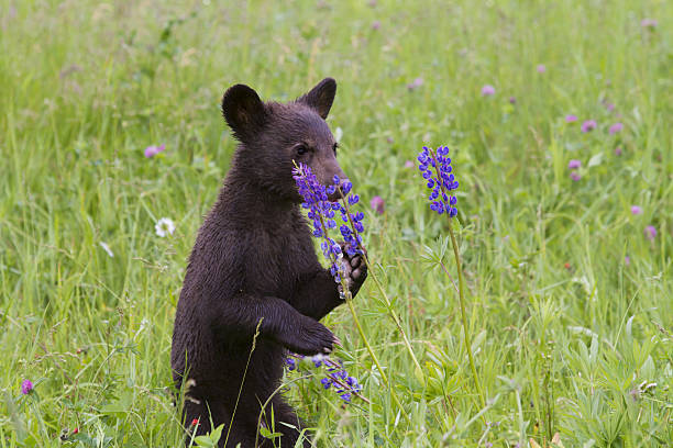 Black Bear Cub Standing and Smelling Flowers