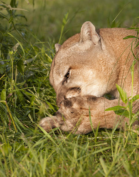 istock Mountain Lioin Licking its Paws 637383606