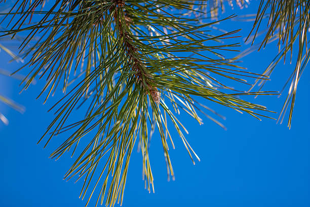 Japanese garden bonsai and blue sky around noon