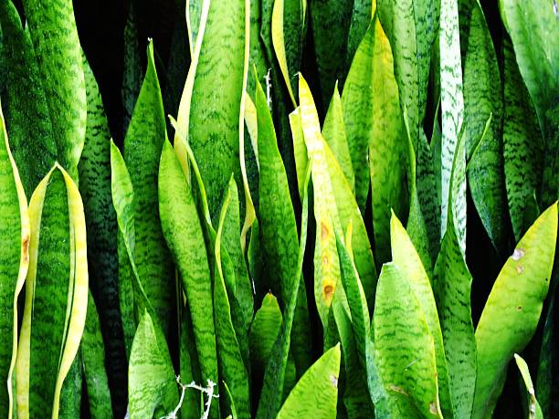 istock top view natural green leaves texture background 637384154