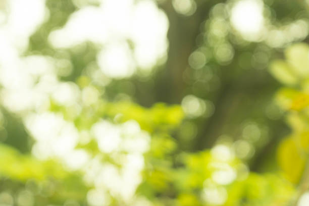 istock Blur green and yellow bokeh from tree in garden 637384980