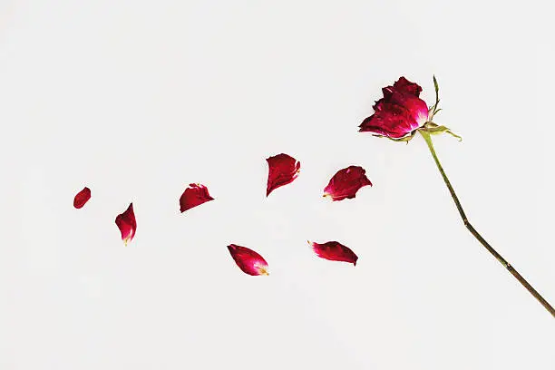 Photo of Faded blown away roses on white background