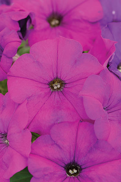 istock Petunia Perfectunia Purple 637386434