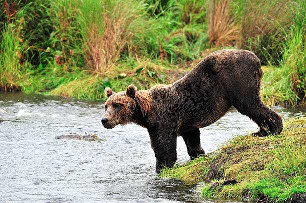istock Kodiak Brown Bear Fishing 637386774
